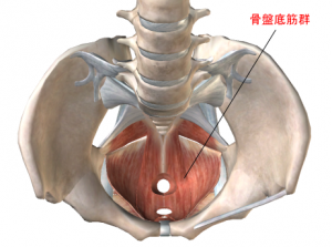 骨盤底筋群　茅ヶ崎　鍼灸マッサージ