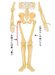 人間の骨盤　足の間　茅ヶ崎　鍼灸マッサージ